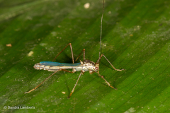 Phaenacantha