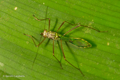 Phaenacantha