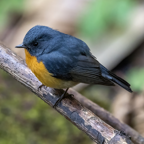 Slaty-backed Flycatcher (Ficedula erithacus), photo 3