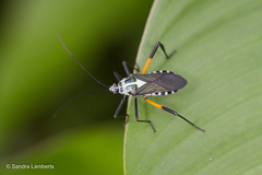 Plaxiscelis mirifica