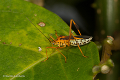 Stenoscelidea tibialis
