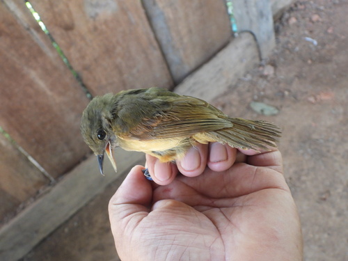 Dusky-throated Antshrike (Thamnomanes ardesiacus), photo 3
