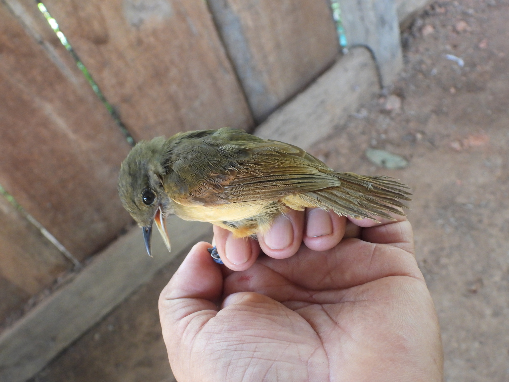 Dusky-throated Antshrike (Thamnomanes ardesiacus), photo 3
