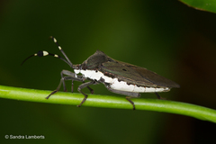 Molchina hopei