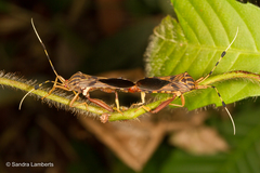Spathophora biclavata