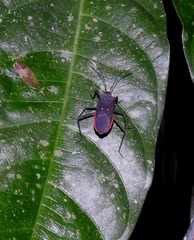 Leptoscelis flaviventris