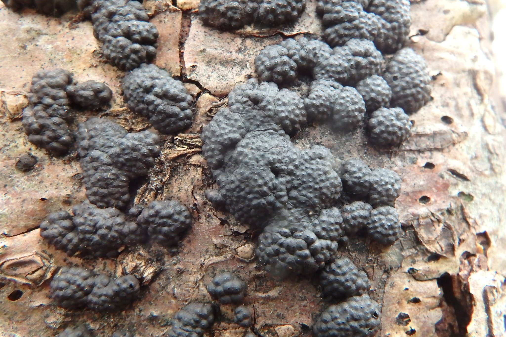 Annulohypoxylon multiforme image