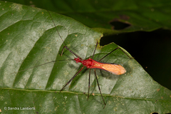 Ricolla quadrispinosa