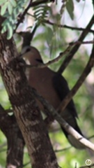 Streptopelia semitorquata