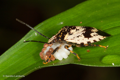 Antiteuchus melanoleucus