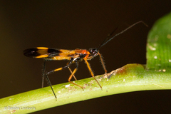 Hiranetis