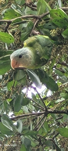 Gray-cheeked Parakeet