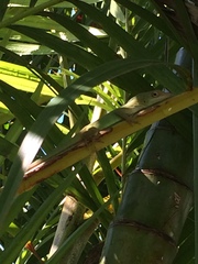Anolis marmoratus