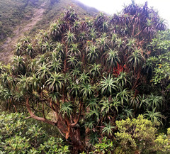 Dracophyllum traversii