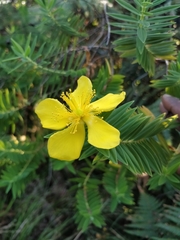 Hypericum mysurense