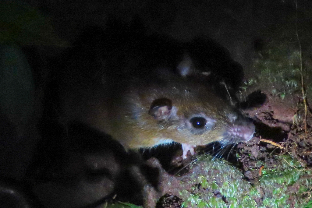Napo Spiny-Rat