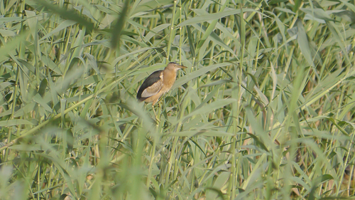 iNaturalist: (c) Steve Parr, some rights reserved (CC BY-NC), uploaded by Steve Parr iNaturalist image