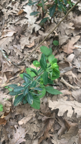 Wood spurge
