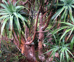 Dracophyllum traversii