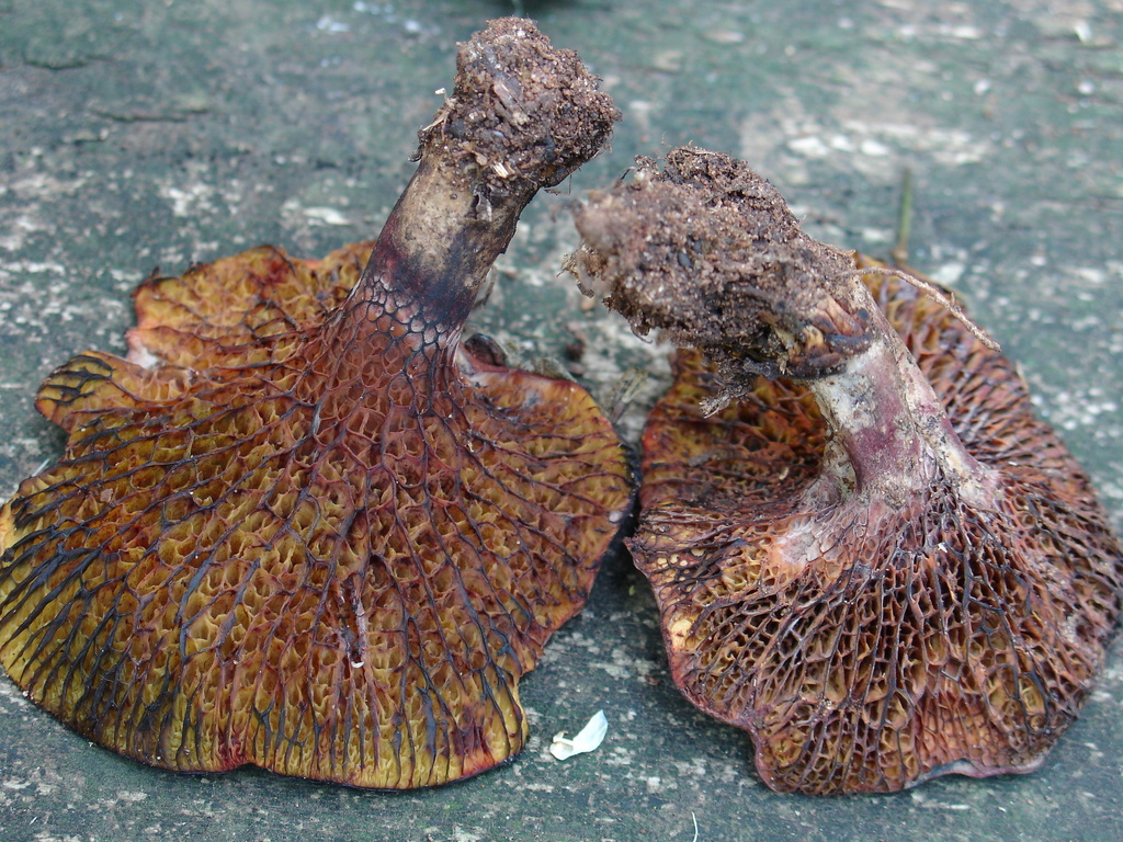 Gyrodon cupreus