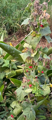 Cucumis maderaspatanus, photograph (c) Aparna, some rights reserved (CC BY)