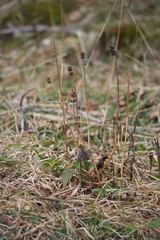 Betonica officinalis