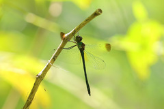 Procordulia irregularis