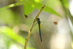 Procordulia irregularis