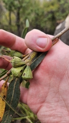 Eucalyptus megacarpa, photograph author not stated, no rights reserved