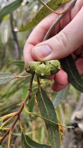 Eucalyptus megacarpa, photograph 2