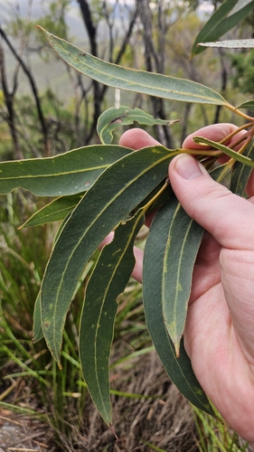 Eucalyptus megacarpa, photograph 3