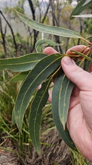 Eucalyptus megacarpa, photograph author not stated, no rights reserved
