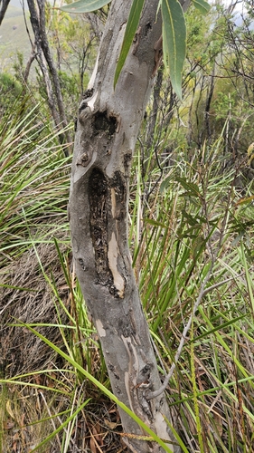 Eucalyptus megacarpa, photograph 4
