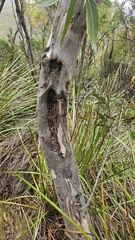 Eucalyptus megacarpa, photograph author not stated, no rights reserved