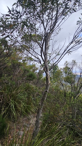 Eucalyptus megacarpa, photograph 5