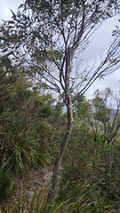 Eucalyptus megacarpa, photograph author not stated, no rights reserved
