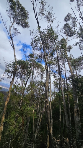 Eucalyptus megacarpa, photograph 6