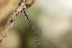 Melanesobasis flavilabris