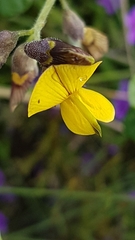 Rhynchosia caribaea