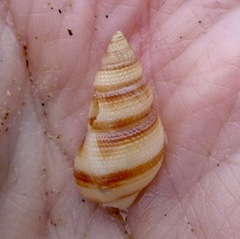 Nassarius perpinguis