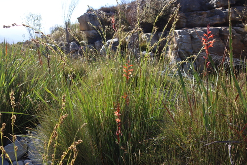 Watsonia angusta, photograph 3