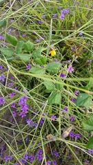 Rhynchosia caribaea