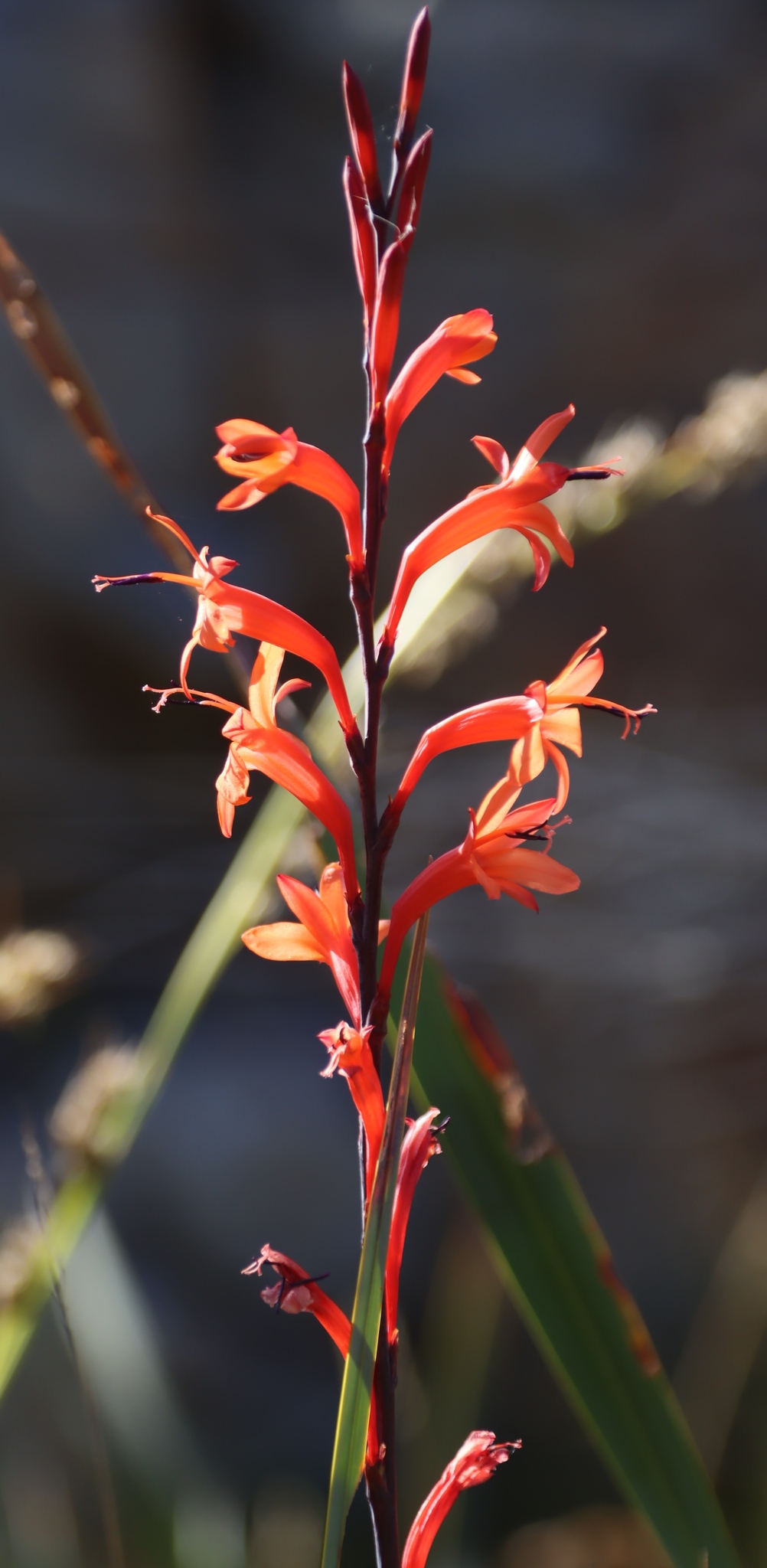 Narrow Watsonia (Watsonia angusta)