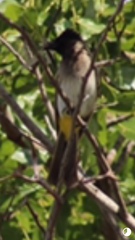 Pycnonotus barbatus tricolor