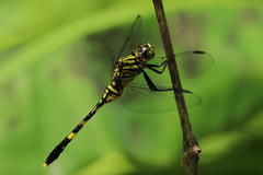 Orthetrum serapia