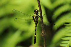 Orthetrum serapia