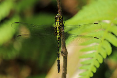 Orthetrum serapia