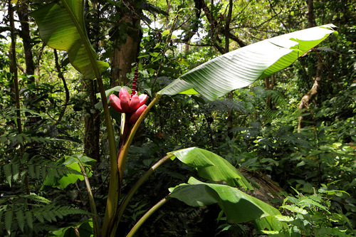 Musa velutina