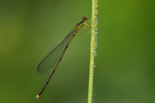 Nesobasis monticola