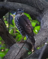 Accipiter tachiro tachiro